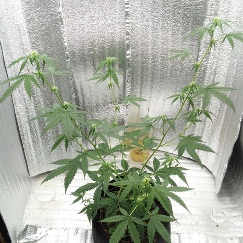 Gorilla Glue Auto Barney's Farm  growlog timeline photo
