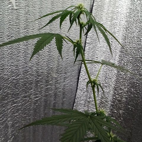 Gorilla Glue Auto Barney's Farm  growlog timeline photo