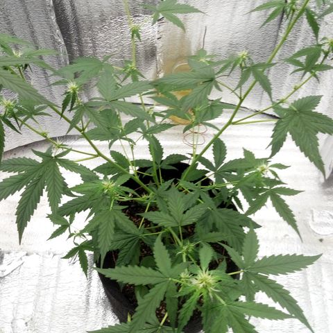 Gorilla Glue Auto Barney's Farm  growlog timeline photo