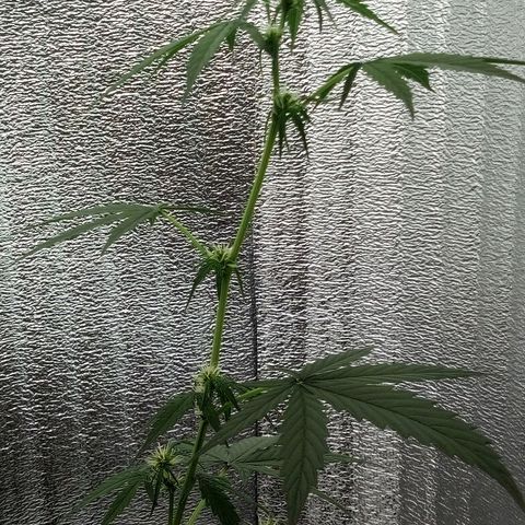 Gorilla Glue Auto Barney's Farm  growlog timeline photo