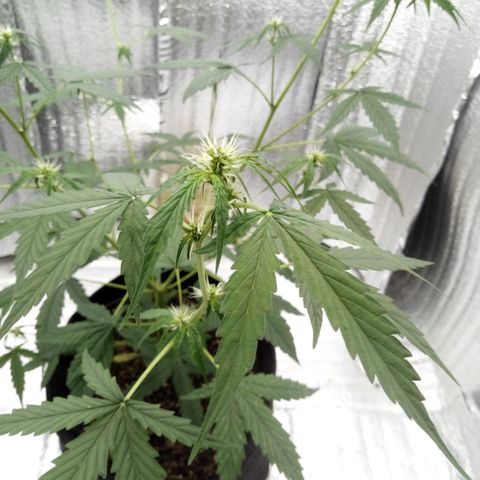 Gorilla Glue Auto Barney's Farm  growlog timeline photo