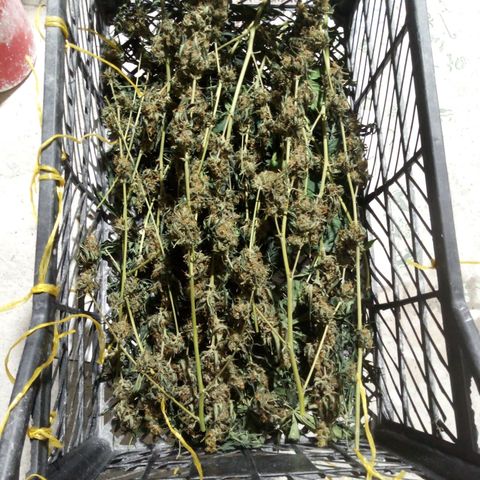 Amirani Auto - Caucasian  growlog timeline photo