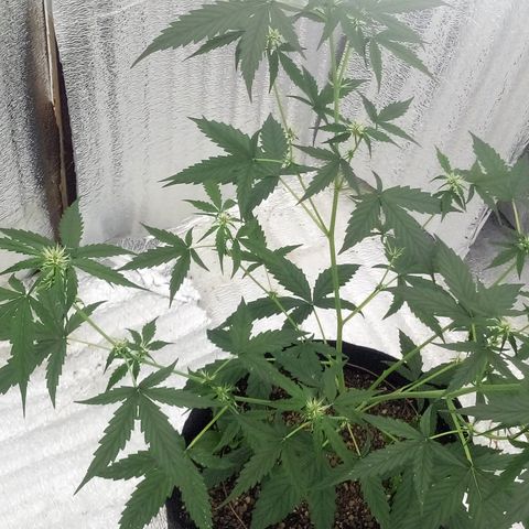 Gorilla Glue Auto Barney's Farm  growlog timeline photo