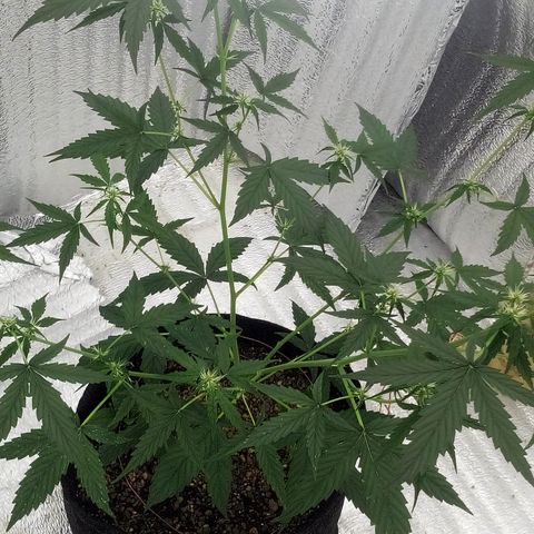Gorilla Glue Auto Barney's Farm  growlog timeline photo