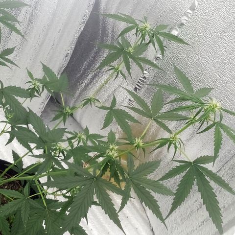 Gorilla Glue Auto Barney's Farm  growlog timeline photo