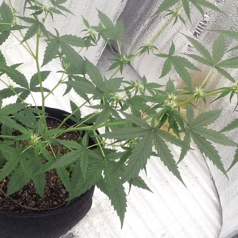 Gorilla Glue Auto Barney's Farm  growlog timeline photo