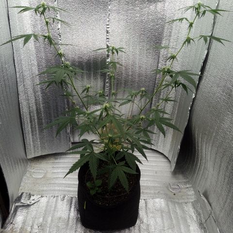 Gorilla Glue Auto Barney's Farm  growlog timeline photo