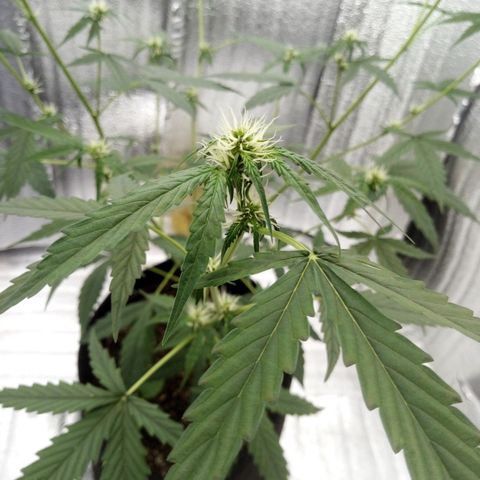 Gorilla Glue Auto Barney's Farm  growlog timeline photo