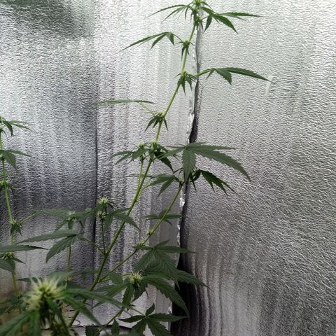 Gorilla Glue Auto Barney's Farm  growlog timeline photo