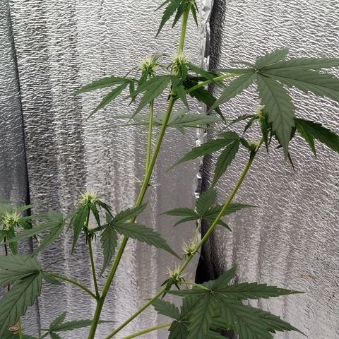 Gorilla Glue Auto Barney's Farm  growlog timeline photo