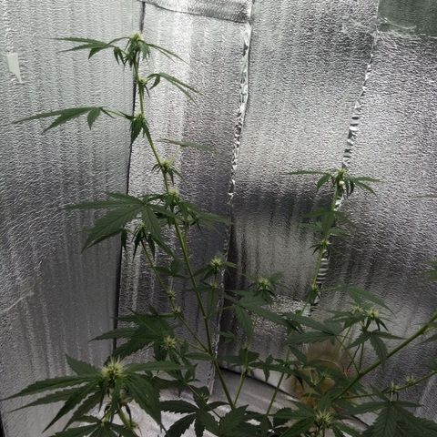 Gorilla Glue Auto Barney's Farm  growlog timeline photo