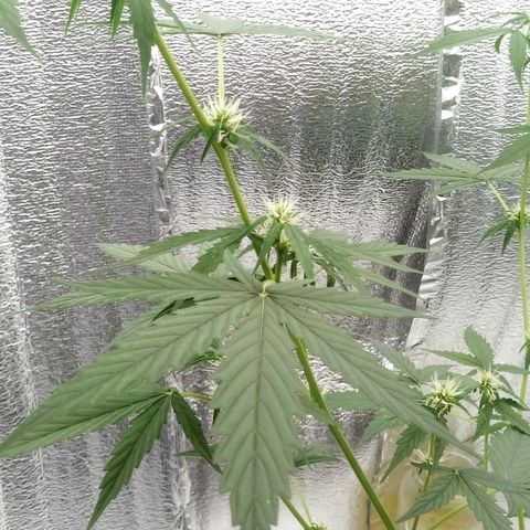 Gorilla Glue Auto Barney's Farm  growlog timeline photo
