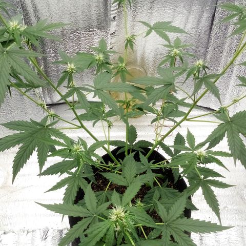 Gorilla Glue Auto Barney's Farm  growlog timeline photo
