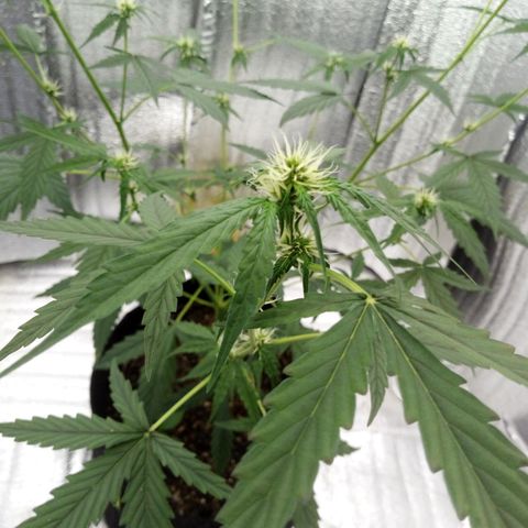 Gorilla Glue Auto Barney's Farm  growlog timeline photo