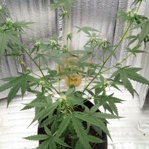Gorilla Glue Auto Barney's Farm  growlog timeline photo
