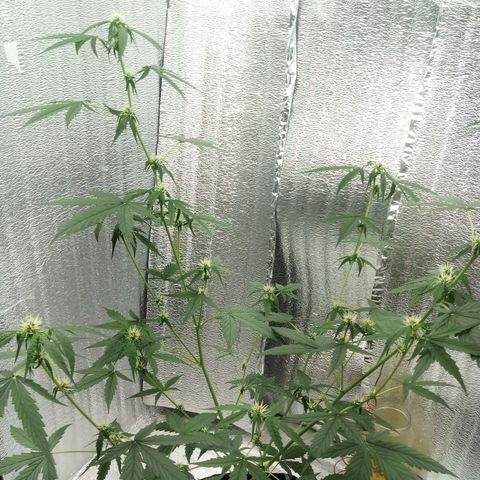 Gorilla Glue Auto Barney's Farm  growlog timeline photo