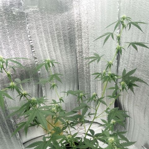 Gorilla Glue Auto Barney's Farm  growlog timeline photo