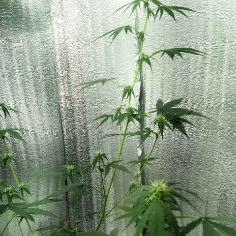 Gorilla Glue Auto Barney's Farm  growlog timeline photo