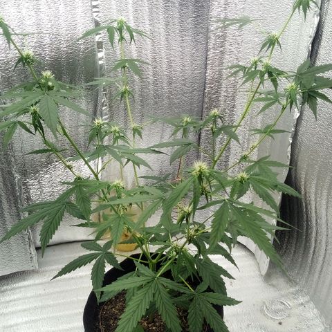Gorilla Glue Auto Barney's Farm  growlog timeline photo