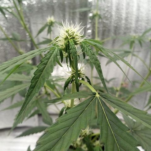 Gorilla Glue Auto Barney's Farm  growlog timeline photo