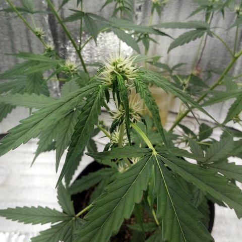 Gorilla Glue Auto Barney's Farm  growlog timeline photo