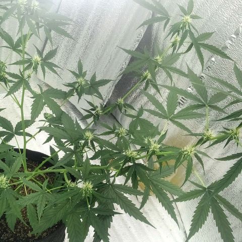 Gorilla Glue Auto Barney's Farm  growlog timeline photo