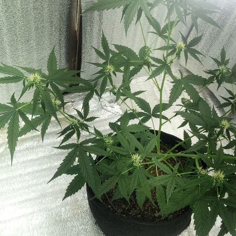 Gorilla Glue Auto Barney's Farm  growlog timeline photo