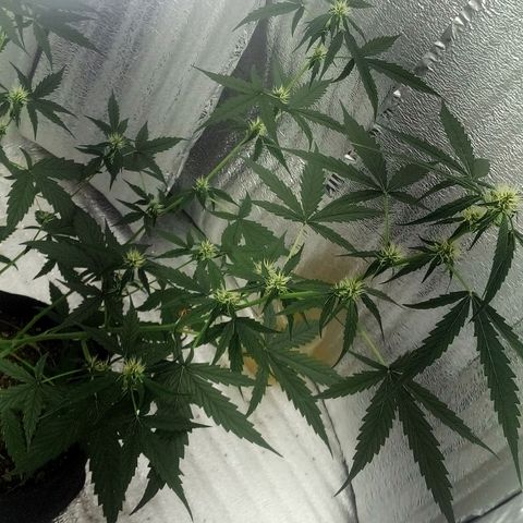 Gorilla Glue Auto Barney's Farm  growlog timeline photo