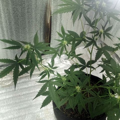 Gorilla Glue Auto Barney's Farm  growlog timeline photo