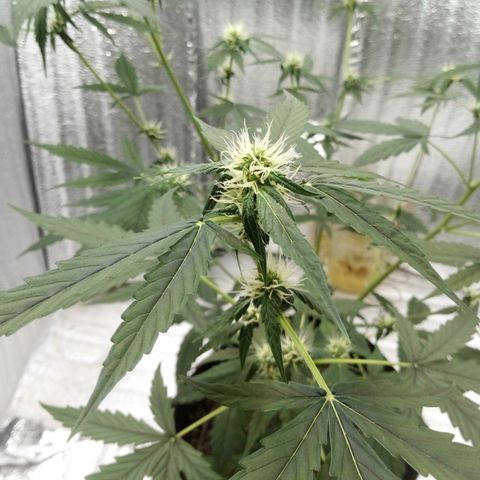 Gorilla Glue Auto Barney's Farm  growlog timeline photo