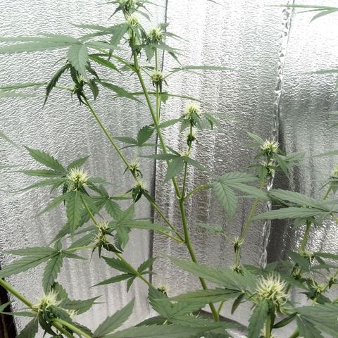 Gorilla Glue Auto Barney's Farm  growlog timeline photo