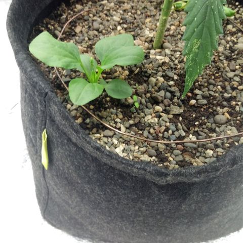 Gorilla Glue Auto Barney's Farm  growlog timeline photo