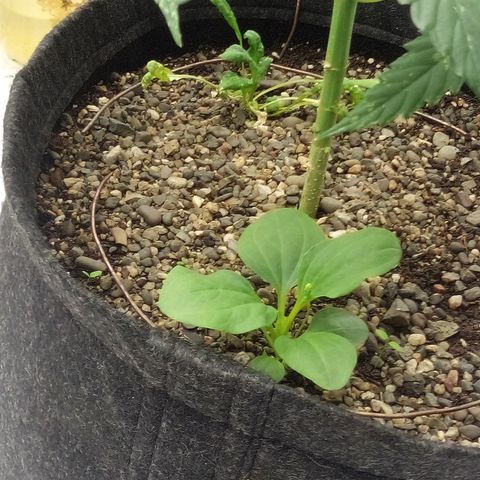 Gorilla Glue Auto Barney's Farm  growlog timeline photo