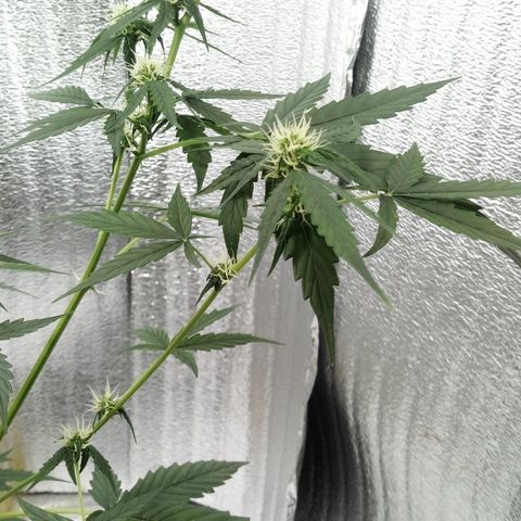 Gorilla Glue Auto Barney's Farm  growlog timeline photo