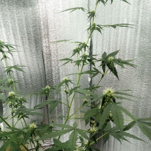 Gorilla Glue Auto Barney's Farm  growlog timeline photo