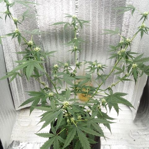 Gorilla Glue Auto Barney's Farm  growlog timeline photo