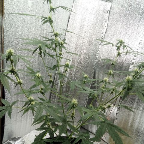 Gorilla Glue Auto Barney's Farm  growlog timeline photo
