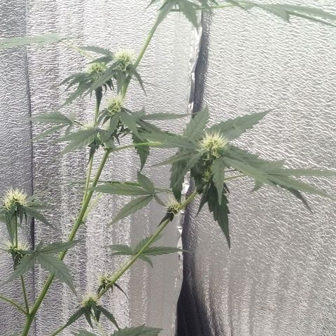 Gorilla Glue Auto Barney's Farm  growlog timeline photo