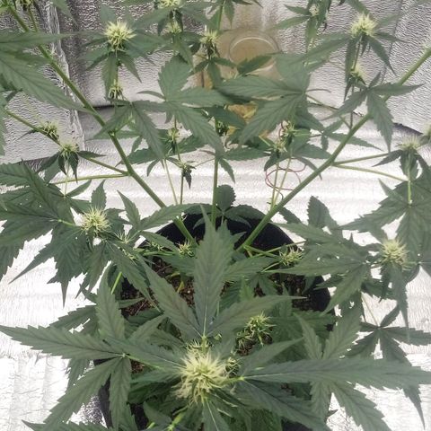 Gorilla Glue Auto Barney's Farm  growlog timeline photo