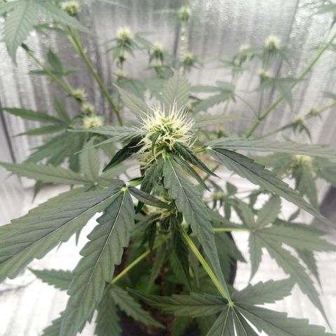 Gorilla Glue Auto Barney's Farm  growlog timeline photo
