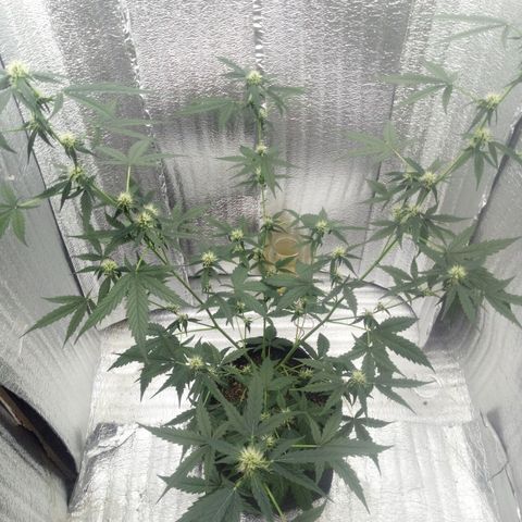 Gorilla Glue Auto Barney's Farm  growlog timeline photo
