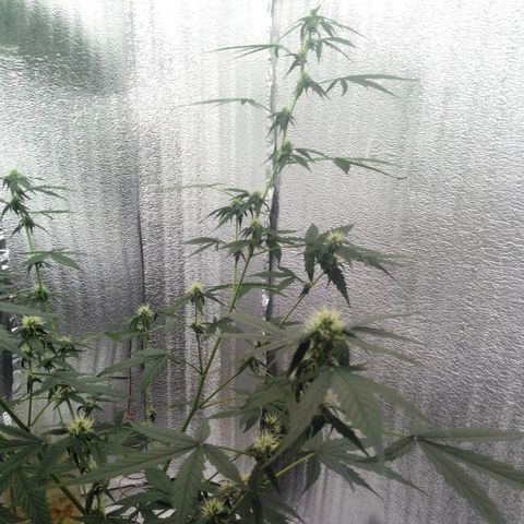 Gorilla Glue Auto Barney's Farm  growlog timeline photo