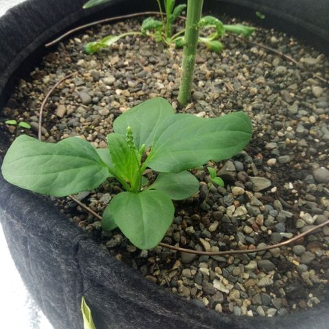 Gorilla Glue Auto Barney's Farm  growlog timeline photo