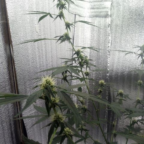 Gorilla Glue Auto Barney's Farm  growlog timeline photo