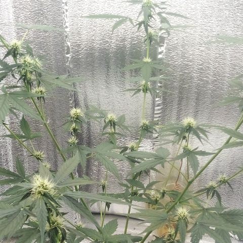 Gorilla Glue Auto Barney's Farm  growlog timeline photo