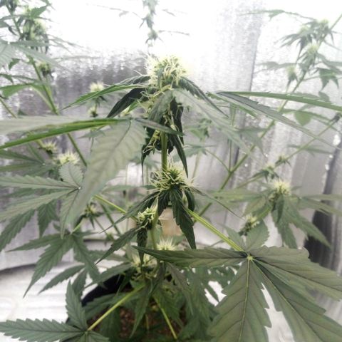 Gorilla Glue Auto Barney's Farm  growlog timeline photo