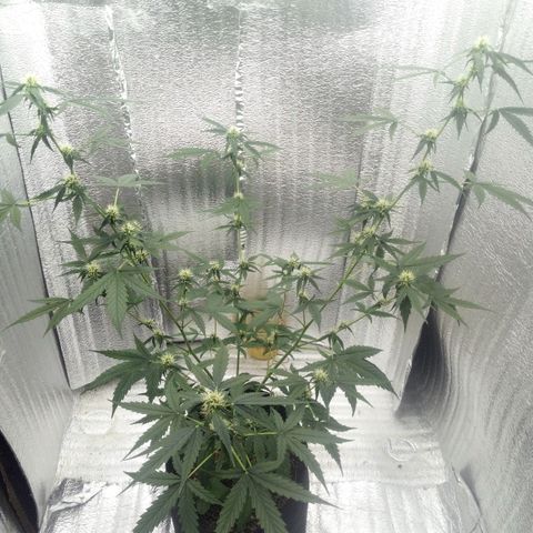 Gorilla Glue Auto Barney's Farm  growlog timeline photo