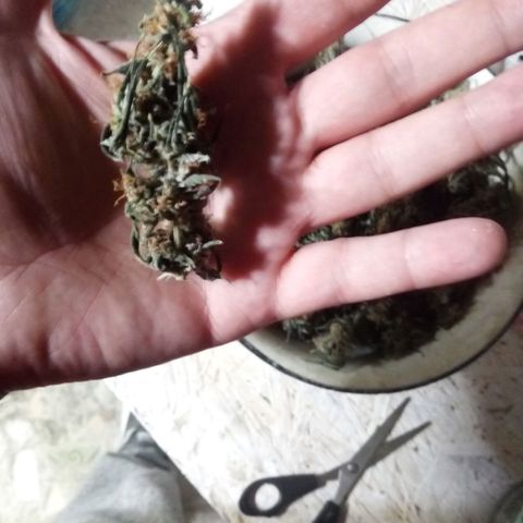 Amirani Auto - Caucasian  growlog timeline photo
