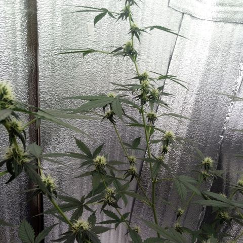 Gorilla Glue Auto Barney's Farm  growlog timeline photo
