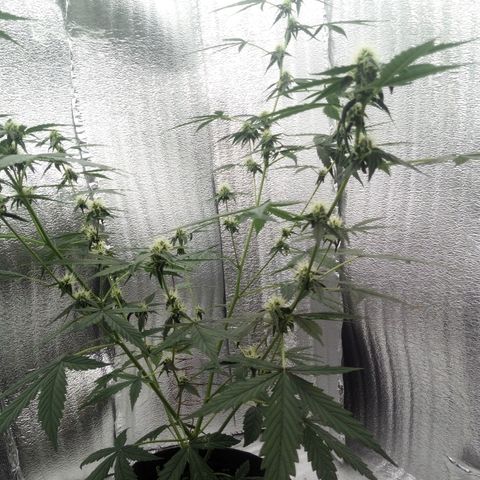 Gorilla Glue Auto Barney's Farm  growlog timeline photo